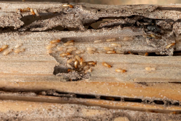 Best Wildlife Control Services  in Dayton, OH