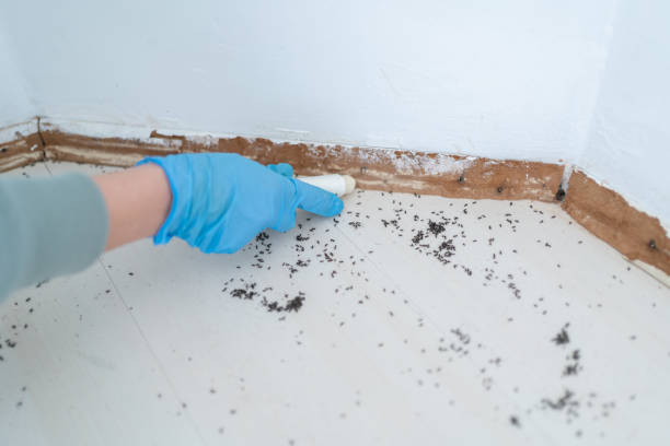 Best Flea Control Services  in Dayton, OH